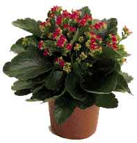 Kalanchoe blossfeldiana
