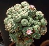 Lophophora williamsii
