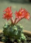 Matucana