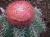 Melocactus communis