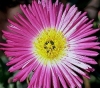Mesembryantemum
