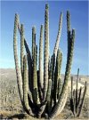 Pachycereus pringlei