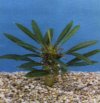 Pachypodium