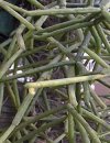 Rhipsalis cereuscula