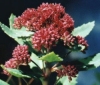 Sedum acre