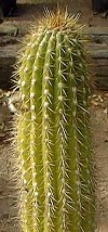 Trichocereus bridgesii
