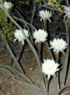 Peniocereus