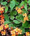 Begonia sutherlandii