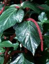 Acalypha reptans