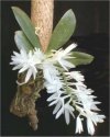 Orchidee Aerangis