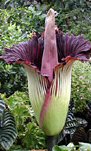 Amorphophallus