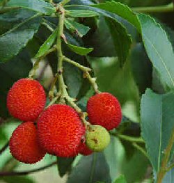 Arbusti Arbutus unedo