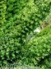 Asparagus densiflorus