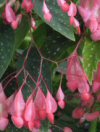 Appartamento Begonia corallina