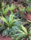 Blechnum spicant