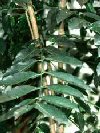 Castanospermum australe