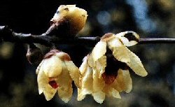 Arbusti Chimonanthus praecox