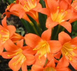 Clivia miniata