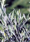 Arbusti Corokia