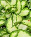 Dieffenbachia