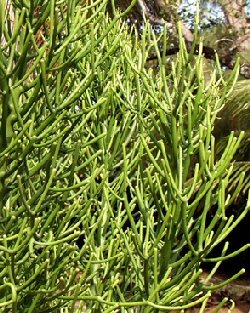 Euphorbia tirucalli