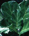 Ficus lyrata