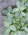 Fittonia verschaffeltii