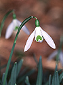 Bulbi Galanthus nivalis