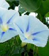 Ipomoea batatas
