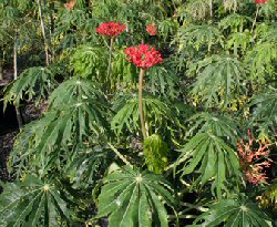 Jatropha multifida