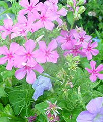 Annuali Phlox drummondii