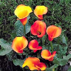 Appartamento Zanthedeschia etiopica