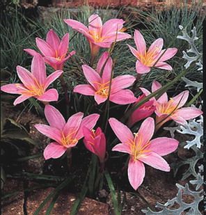 Bulbi Zephyranthes