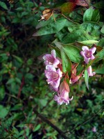Fotos Abelia