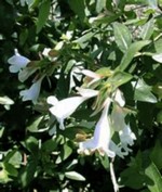 Abelia x grandiflora - Gro�bl�tige Abelie