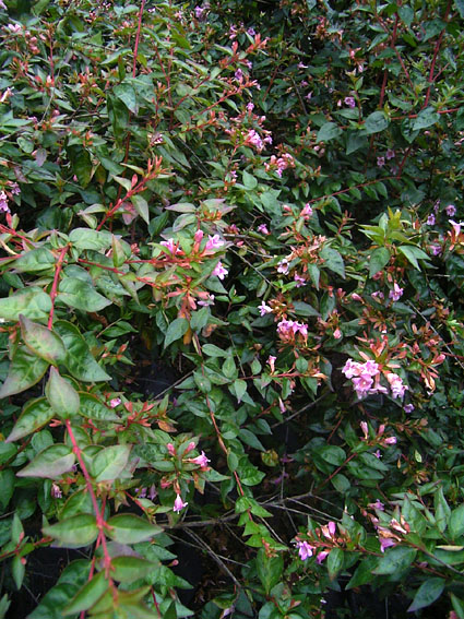 Foto Abelia rupestris - 