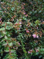 Photos Abelia rupestris