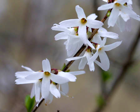 Photos Abeliophyllum distichum - 