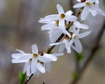 Abeliophyllum distichum - Schneeforsythie, Wei�e Forsythie