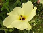 Abelmoschus manihot - Maniok-Eibisch