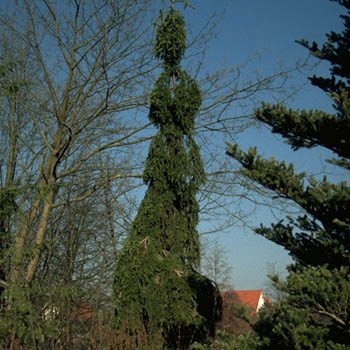 Photos Abies alba - White fir