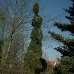 Photos Abies alba