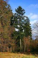 Photos Abies alba
