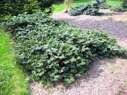 Photos Abies amabilis - White fir