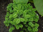 Photos Abies balsamea