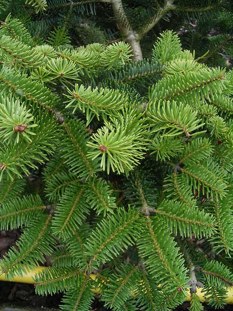 Photos Abies cephalonica - Fir
