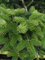 Photos Abies cephalonica