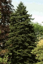 Photos Abies cephalonica