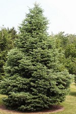Photos Abies concolor