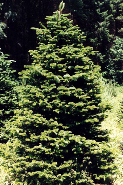 Photos Abies fraseri - White fir